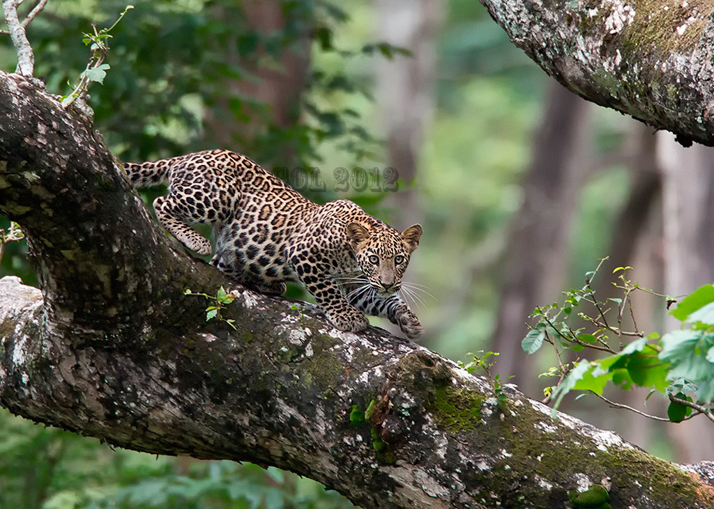 Leopard cub on tree