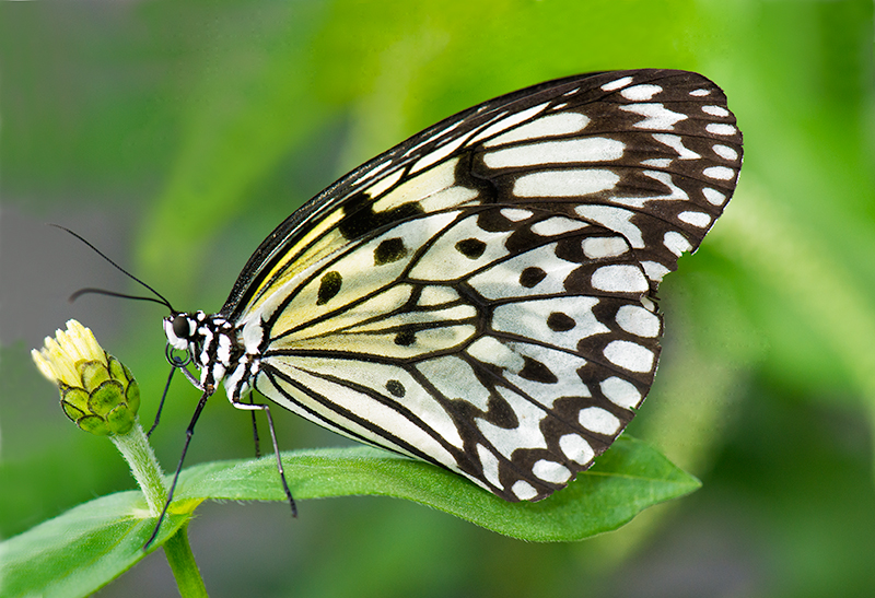 Butterfly # 3-2