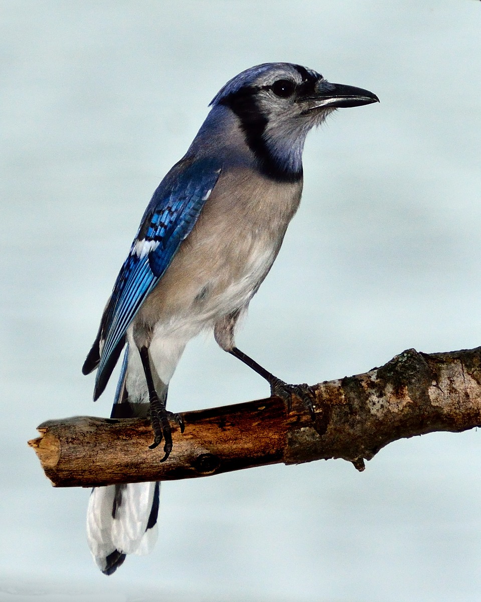 Another backyard bird