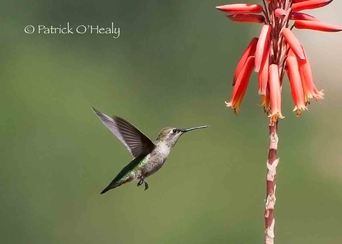 Anna's Hummingbird