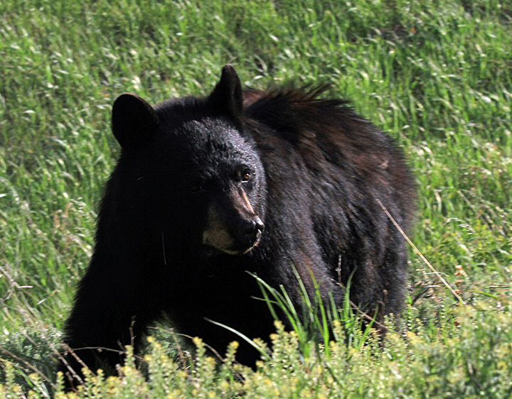 Stunning bear