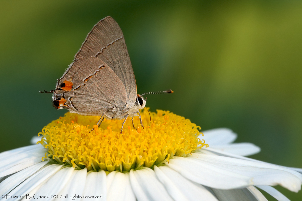 Ruddy Hairstreak
