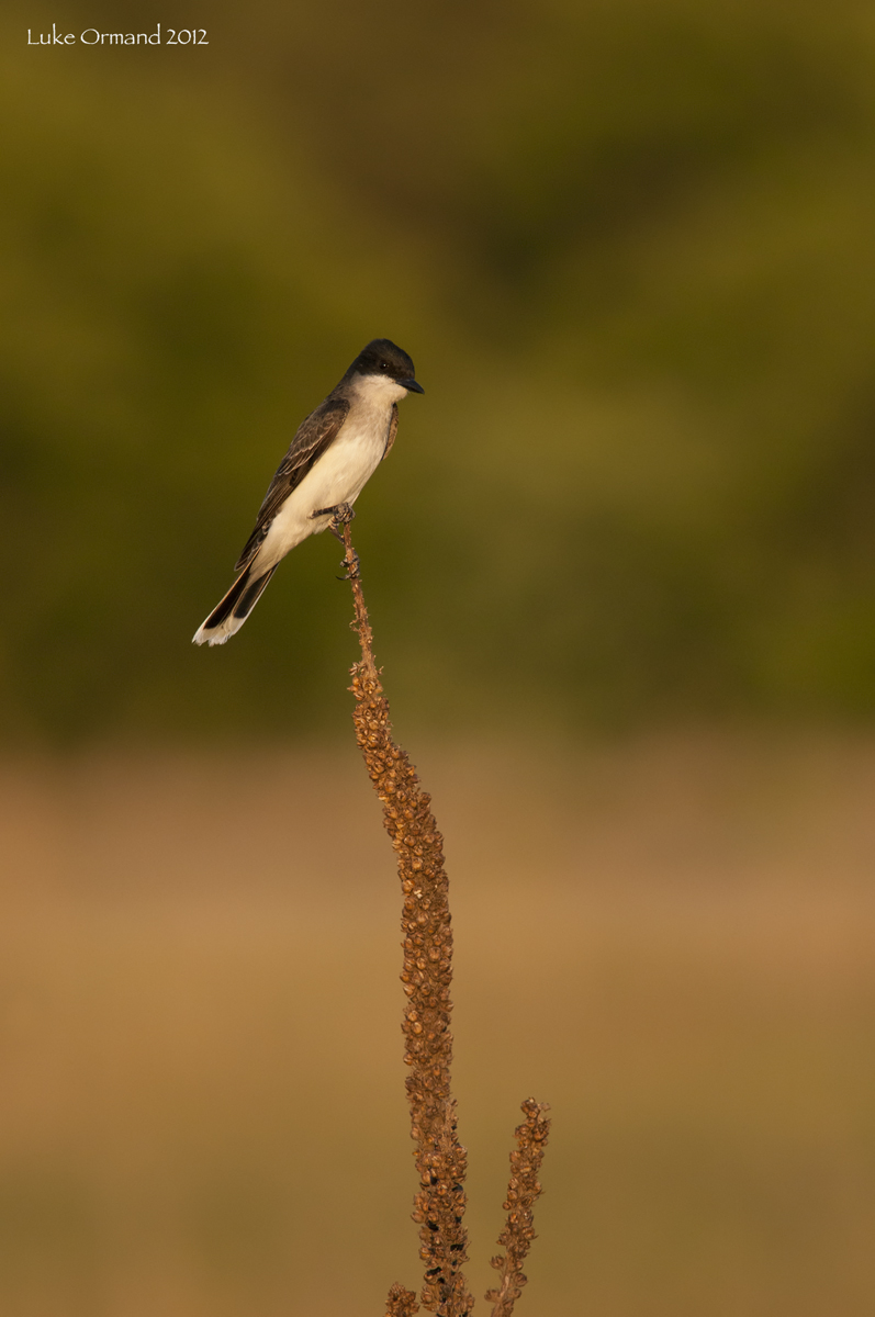 Eastern Kingbird
