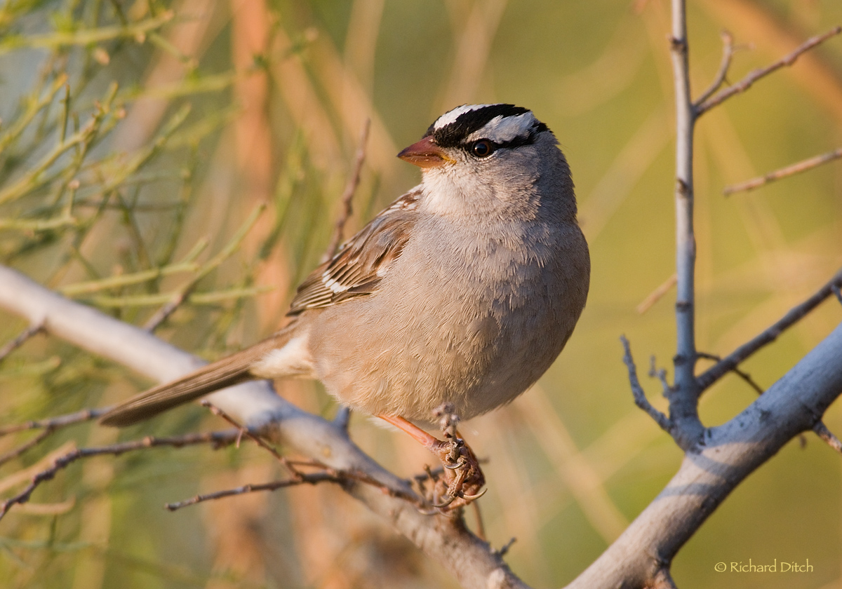 White-crowned Sparrow
