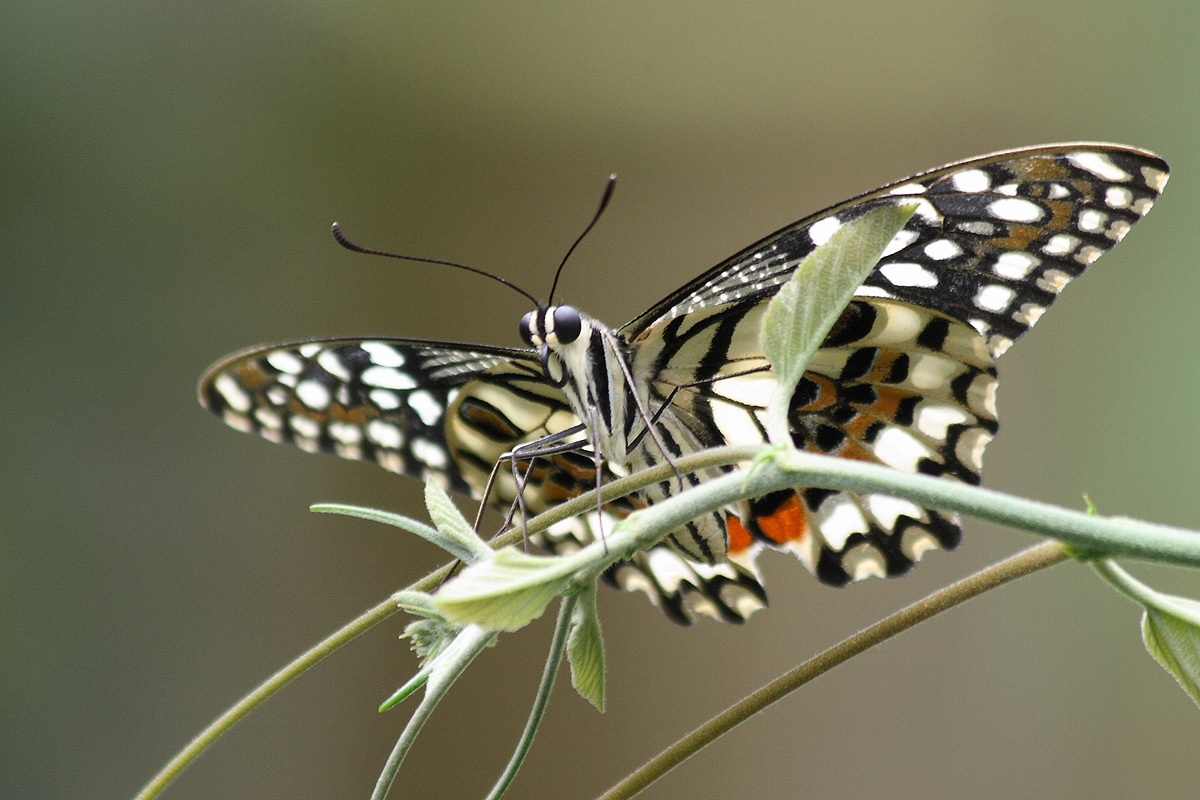 Butterfly