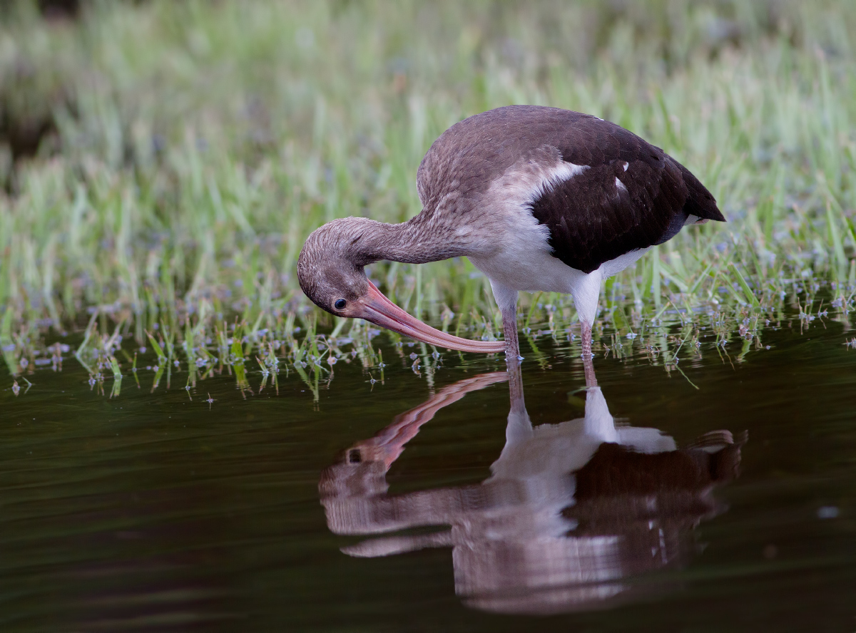 Ibis