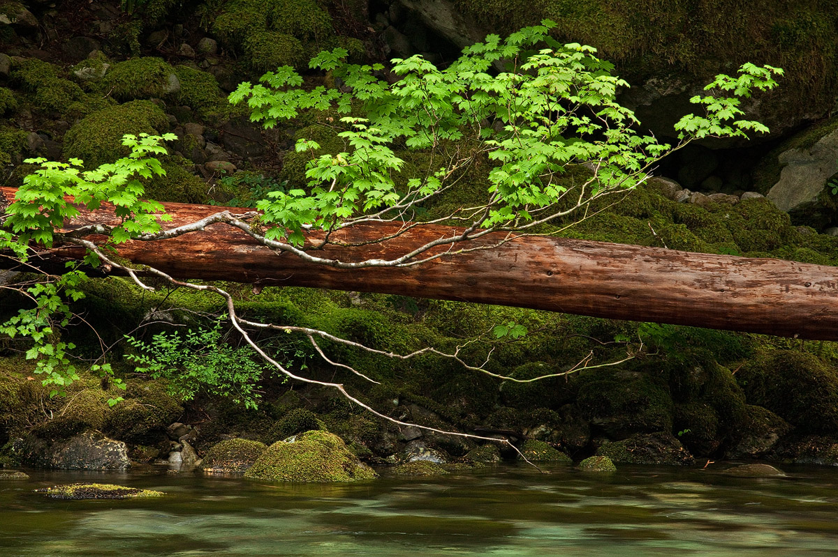 Opal Creek Wilderness