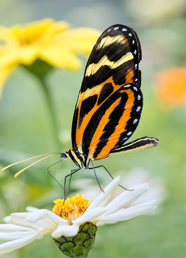 Butterfly # 1 -2