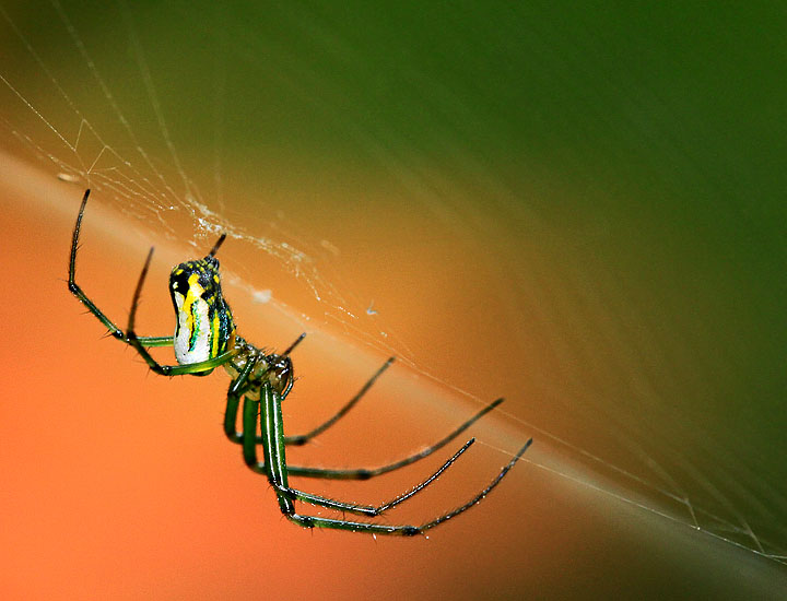 Orchard Orbweaver