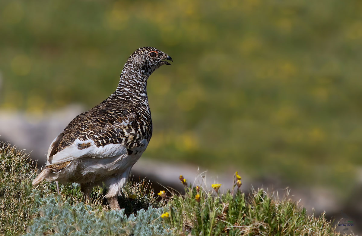 White tailed ptarmigan 