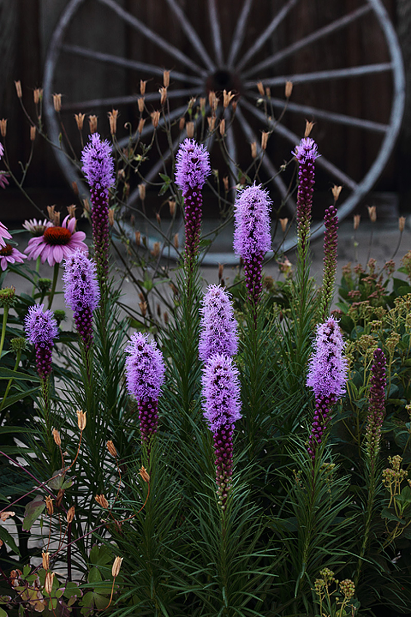 Wildflower garden