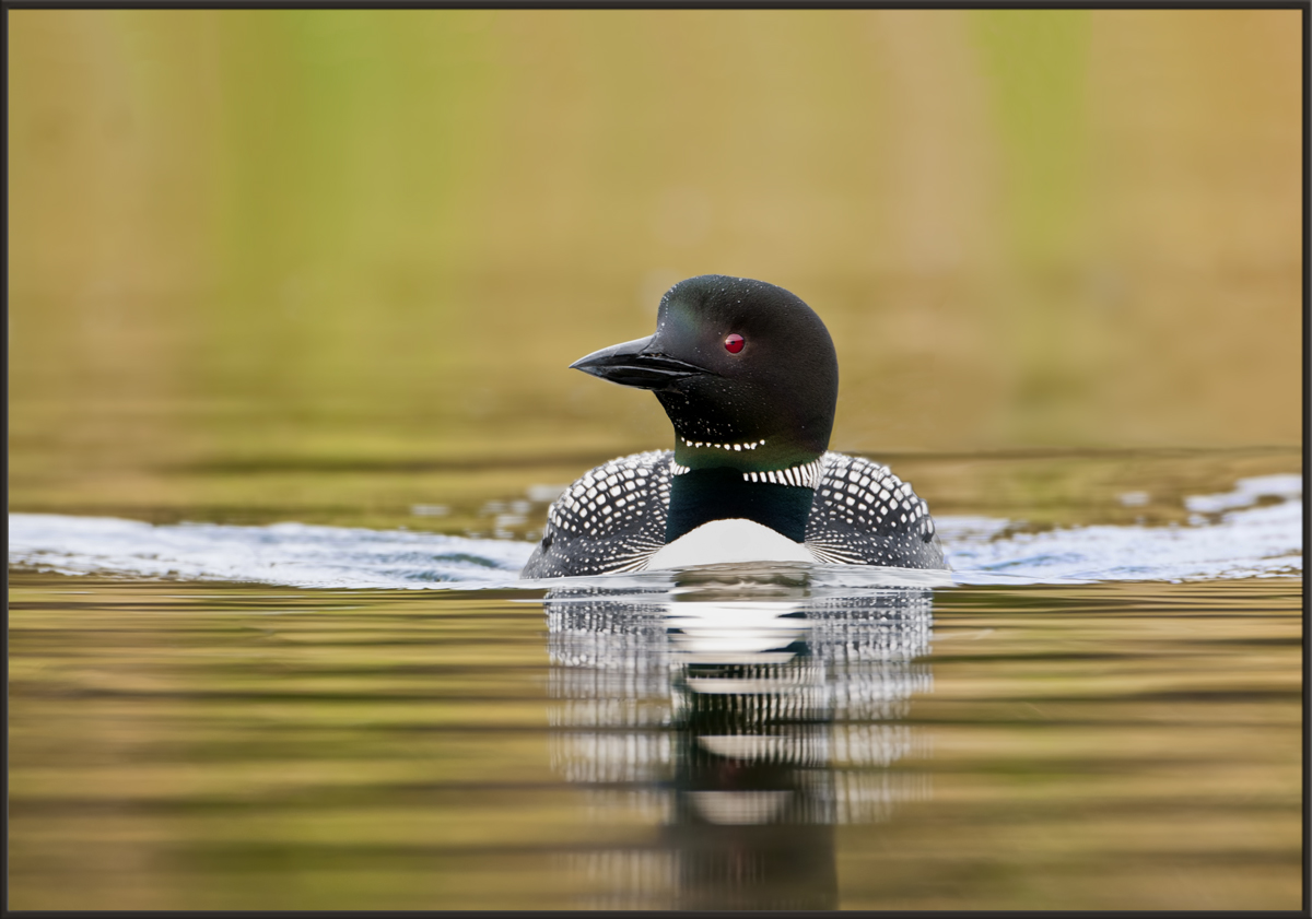 On Golden Pond