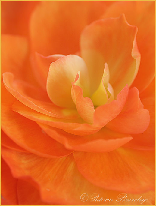 Begonia Macro