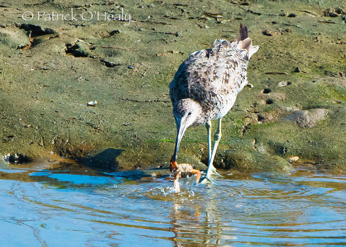 Unidentified Shorebird