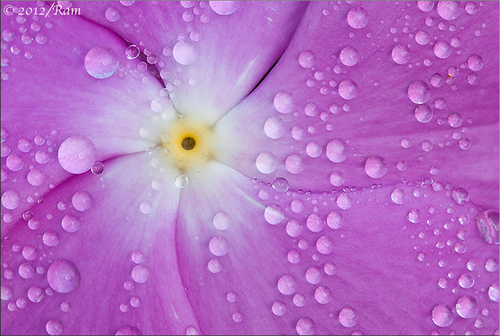Perwinkle