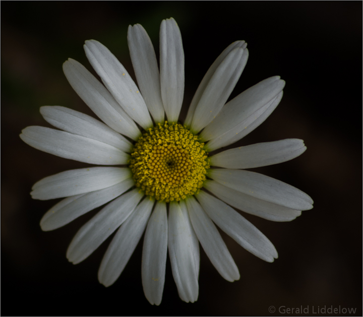 Daisy