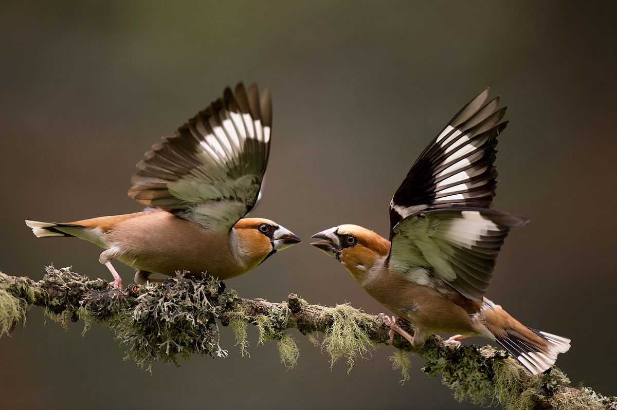 Fighting Hawfinches
