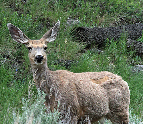 Alert Elk