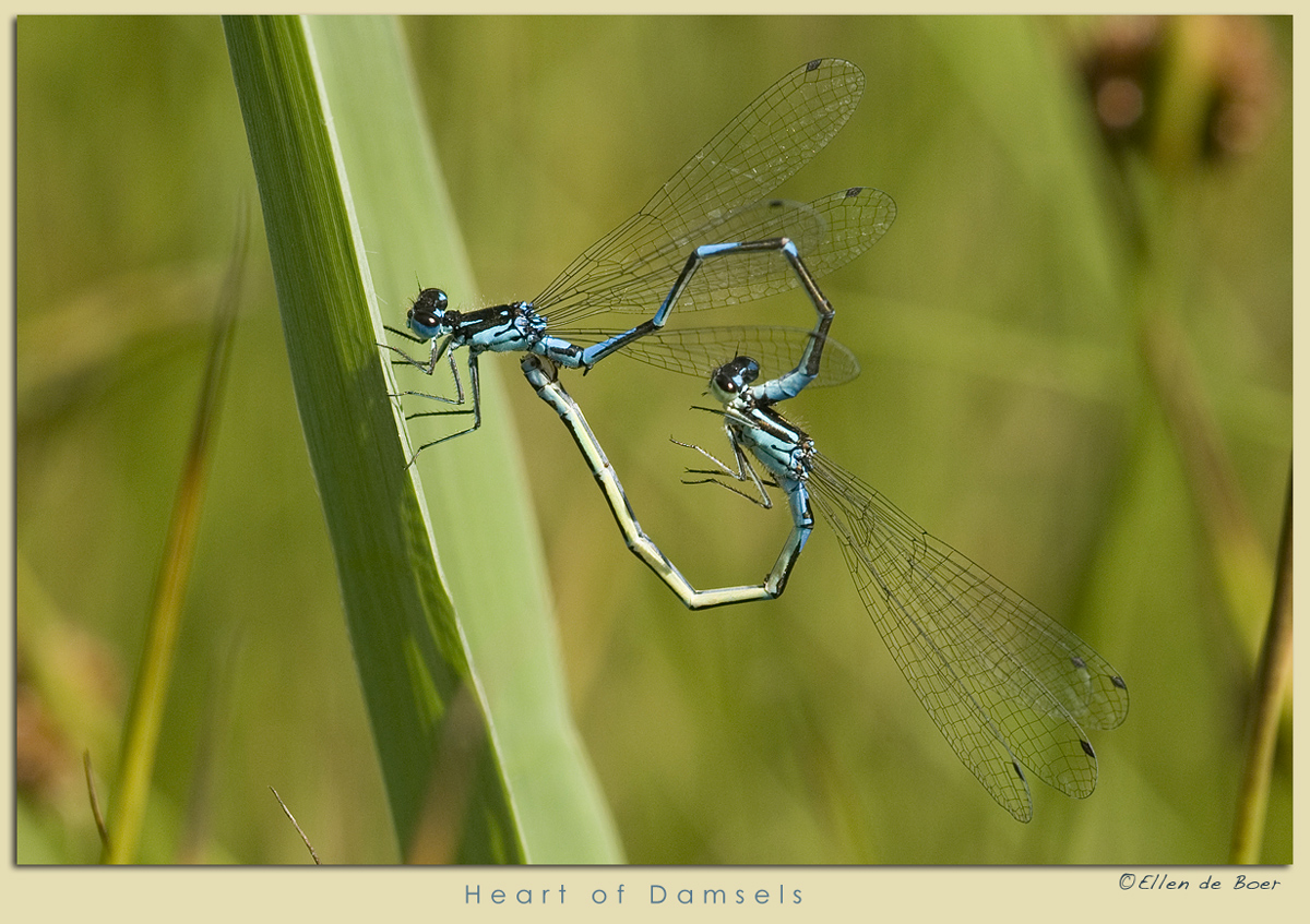Heart of Damsels
