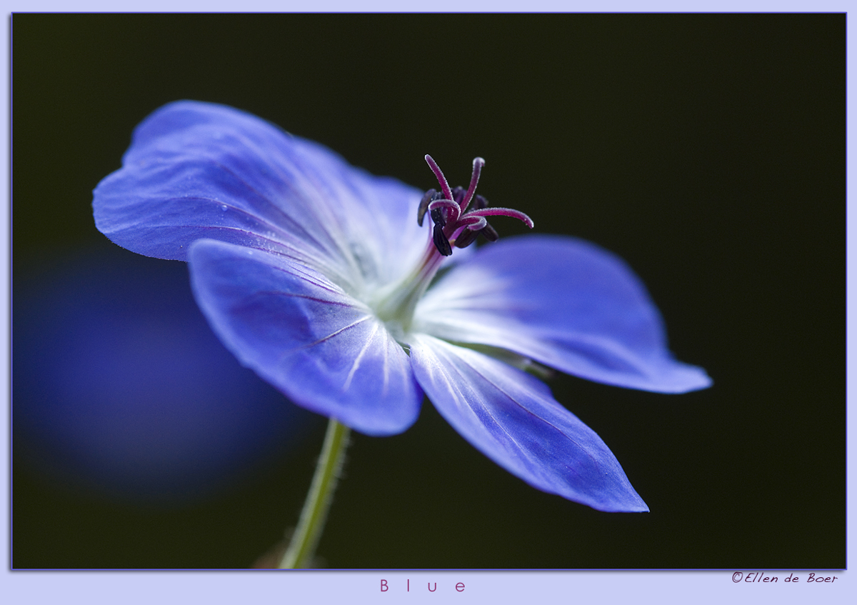 Blue...