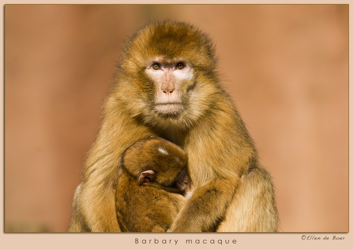 Barbary macaque
