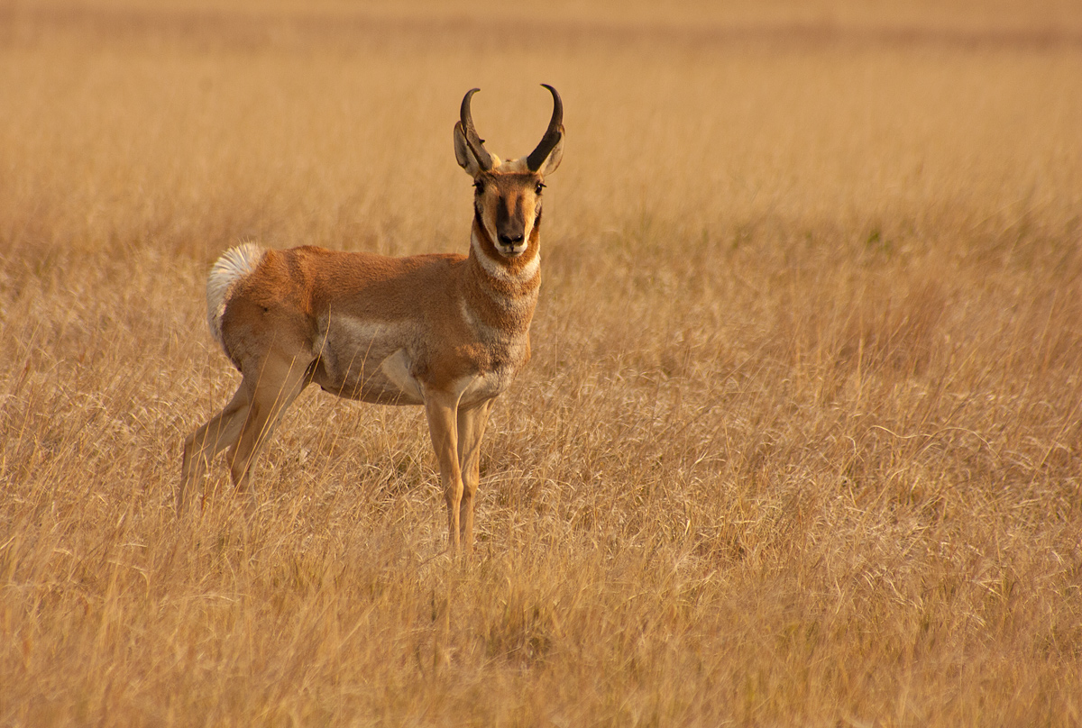 Pronghorn Buck