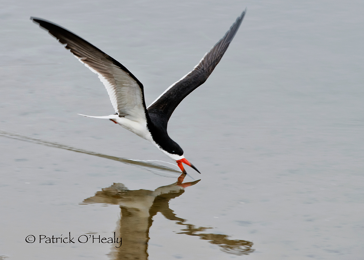 Black Skimmer