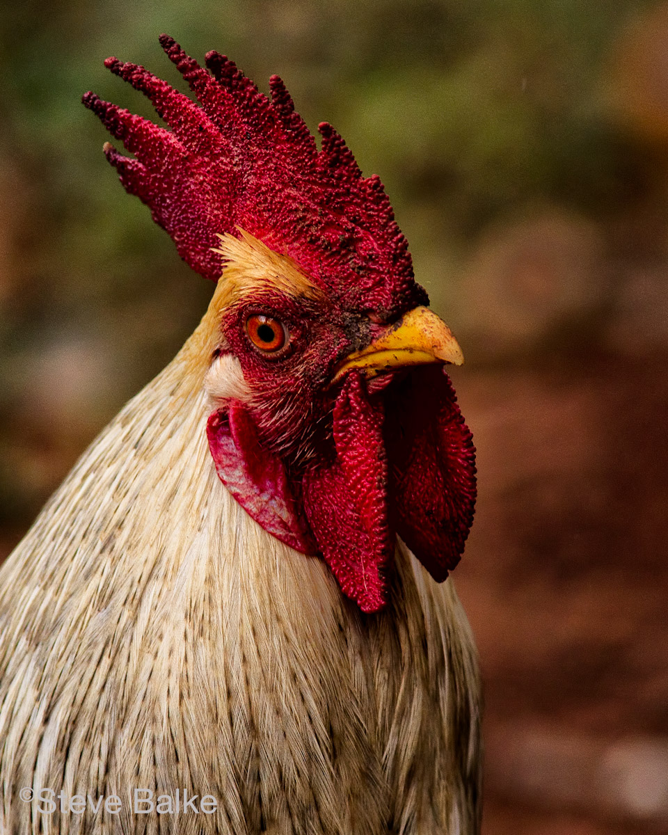 Cuban Rooster