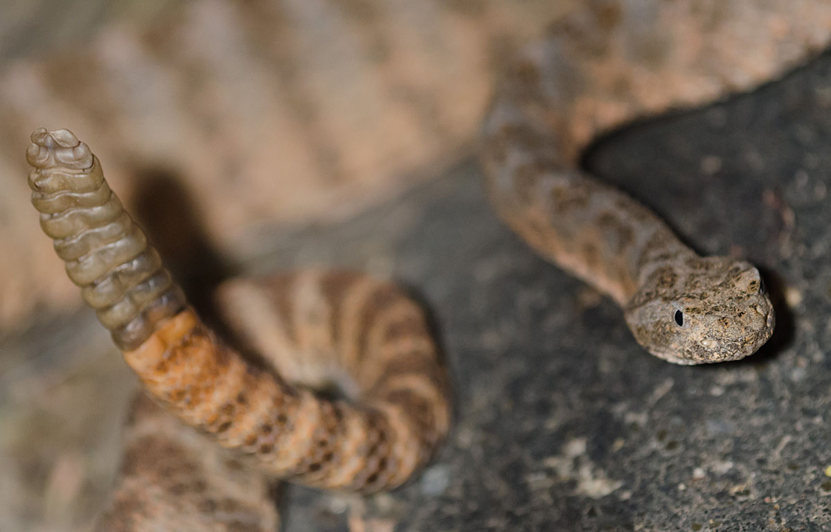 Tiger Rattlesnake
