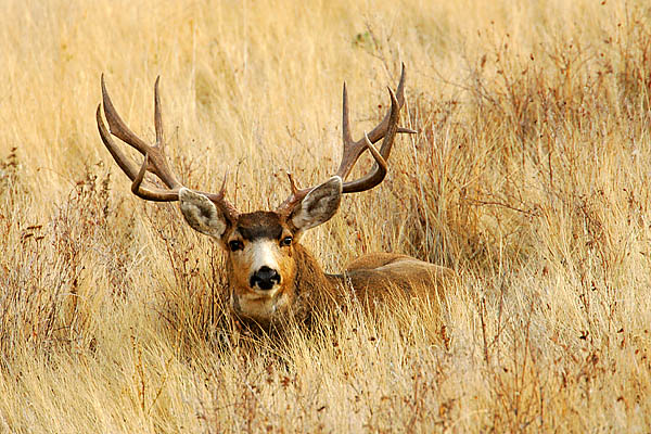 Mule deer buck during rut
