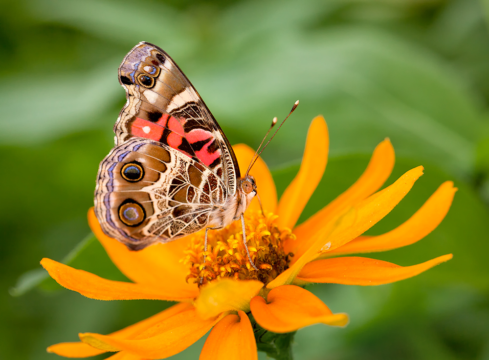 Butterfly # 4