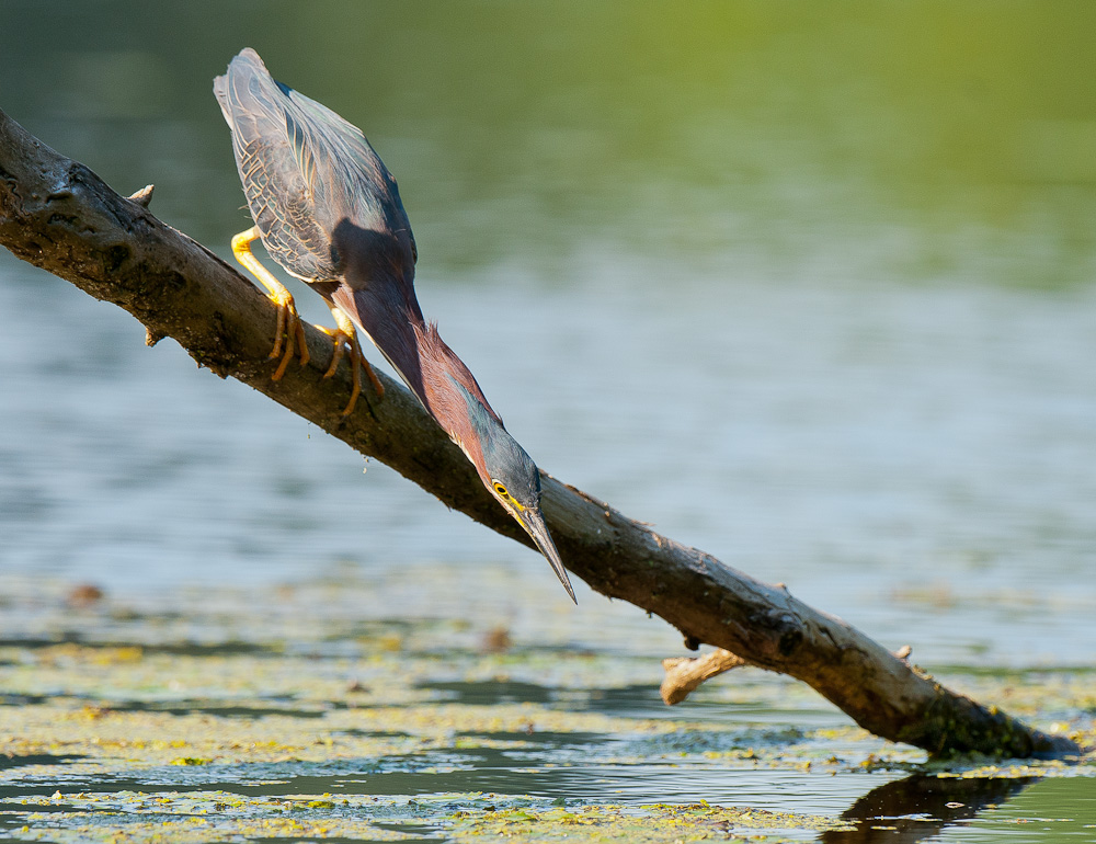 Green Heron