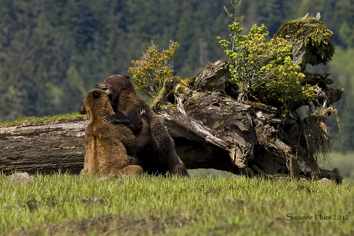 Frisky Grizzlies .