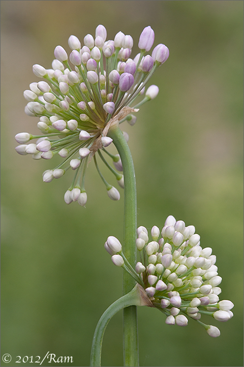 Ornamental Onion