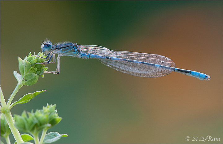 Damselfly