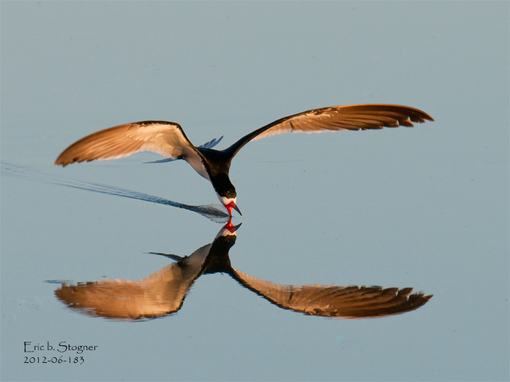 Black Skimmer.