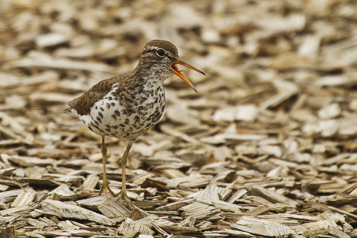 Spotted Sandpiper