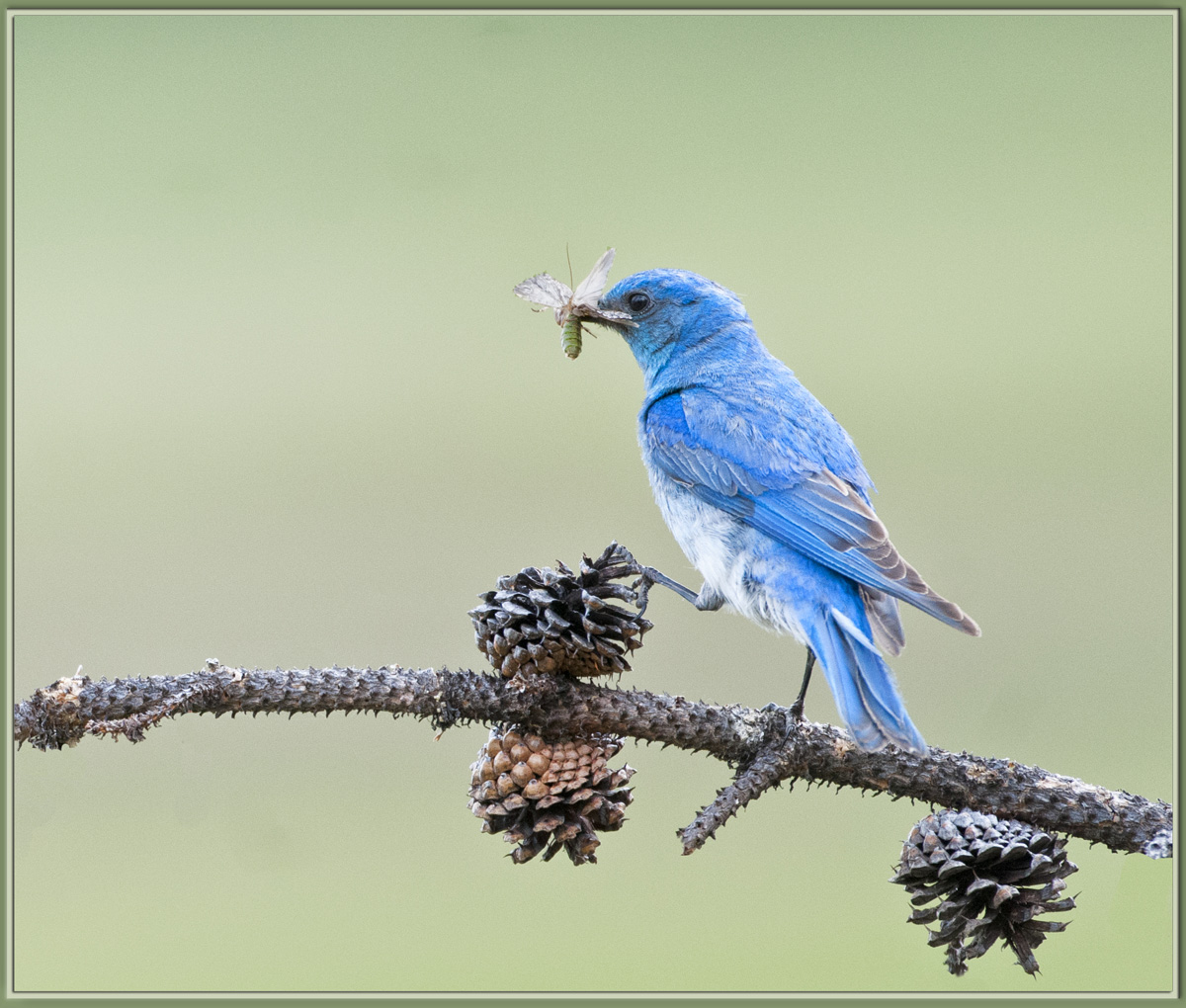 Mountain Bluebird