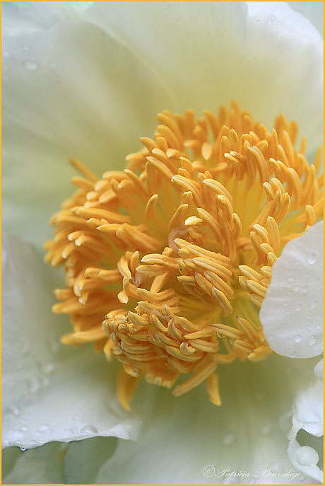 Herbaceous Peony