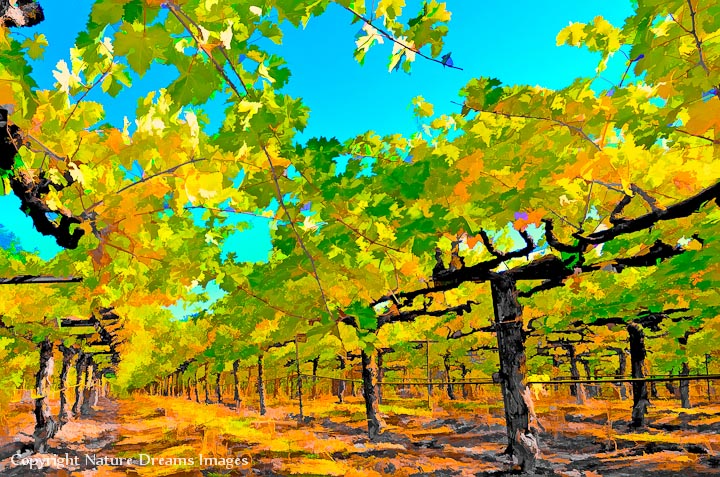 Vineyard Impressions #43