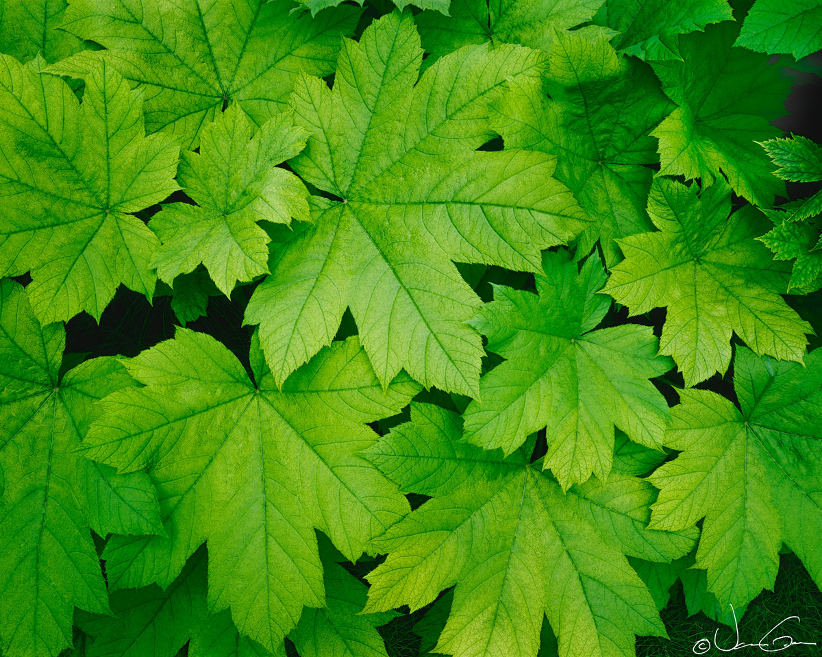 Leaves
