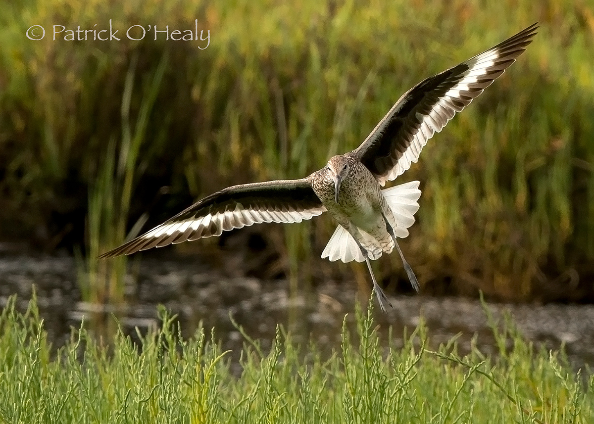 Wafting Willet
