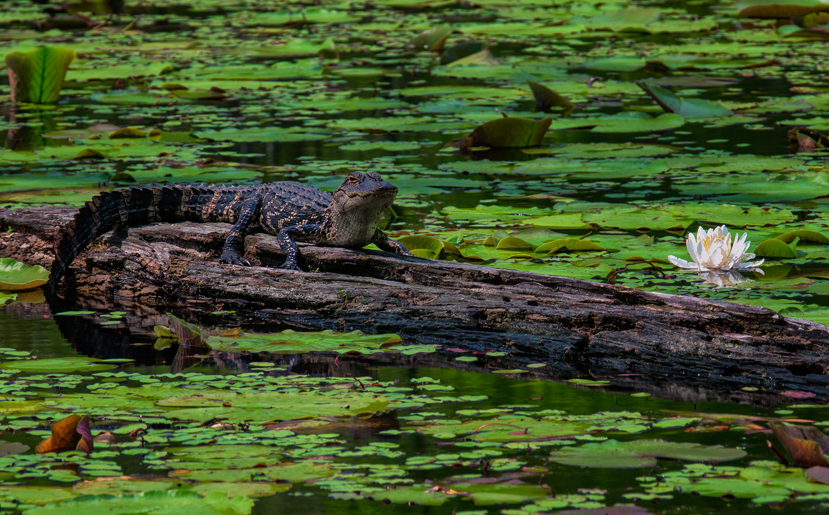 Alligator in Repose