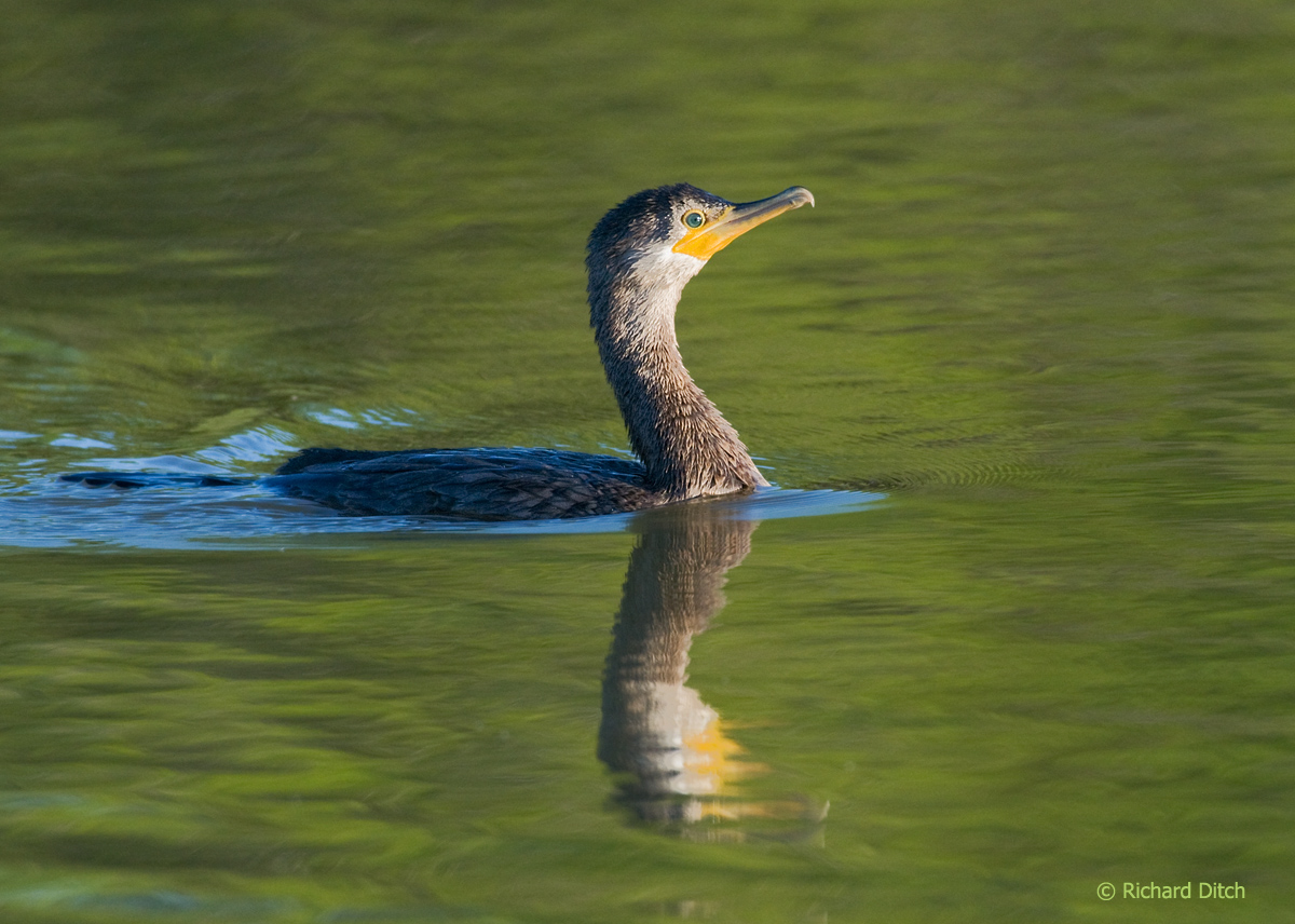 Neotropic Cormorant
