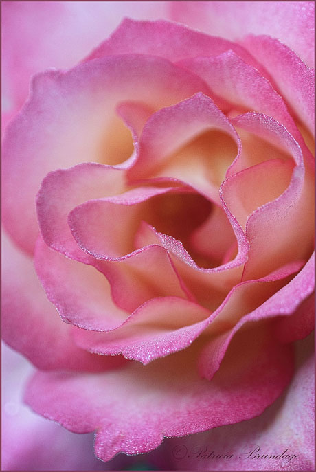 Sugar Coated Petals