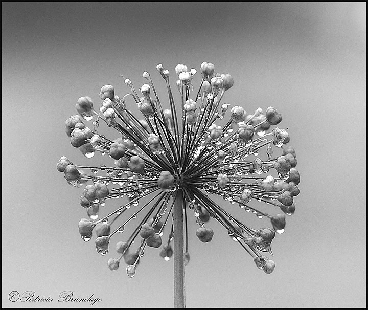 Ornamental Onion