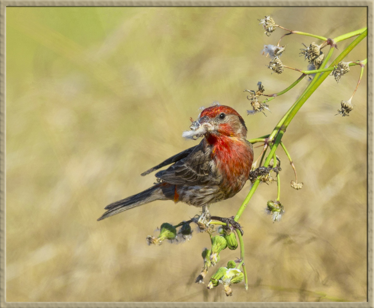 House Finch
