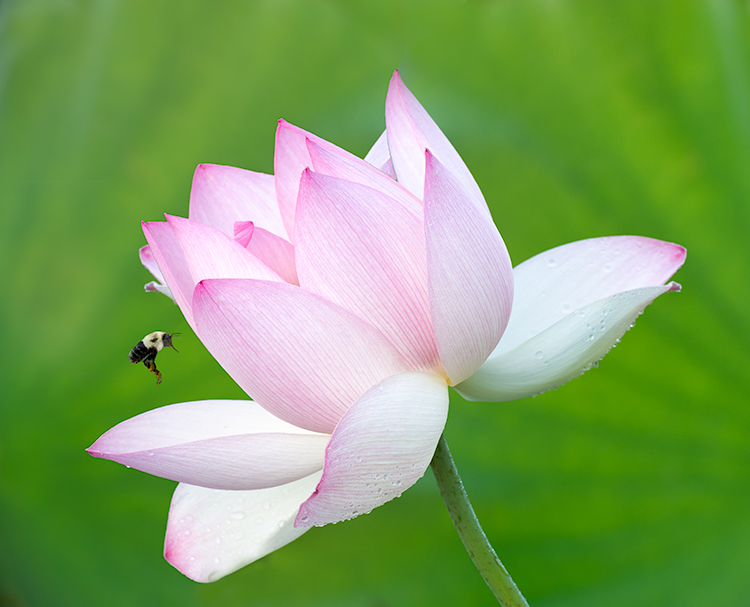 Lotus #3