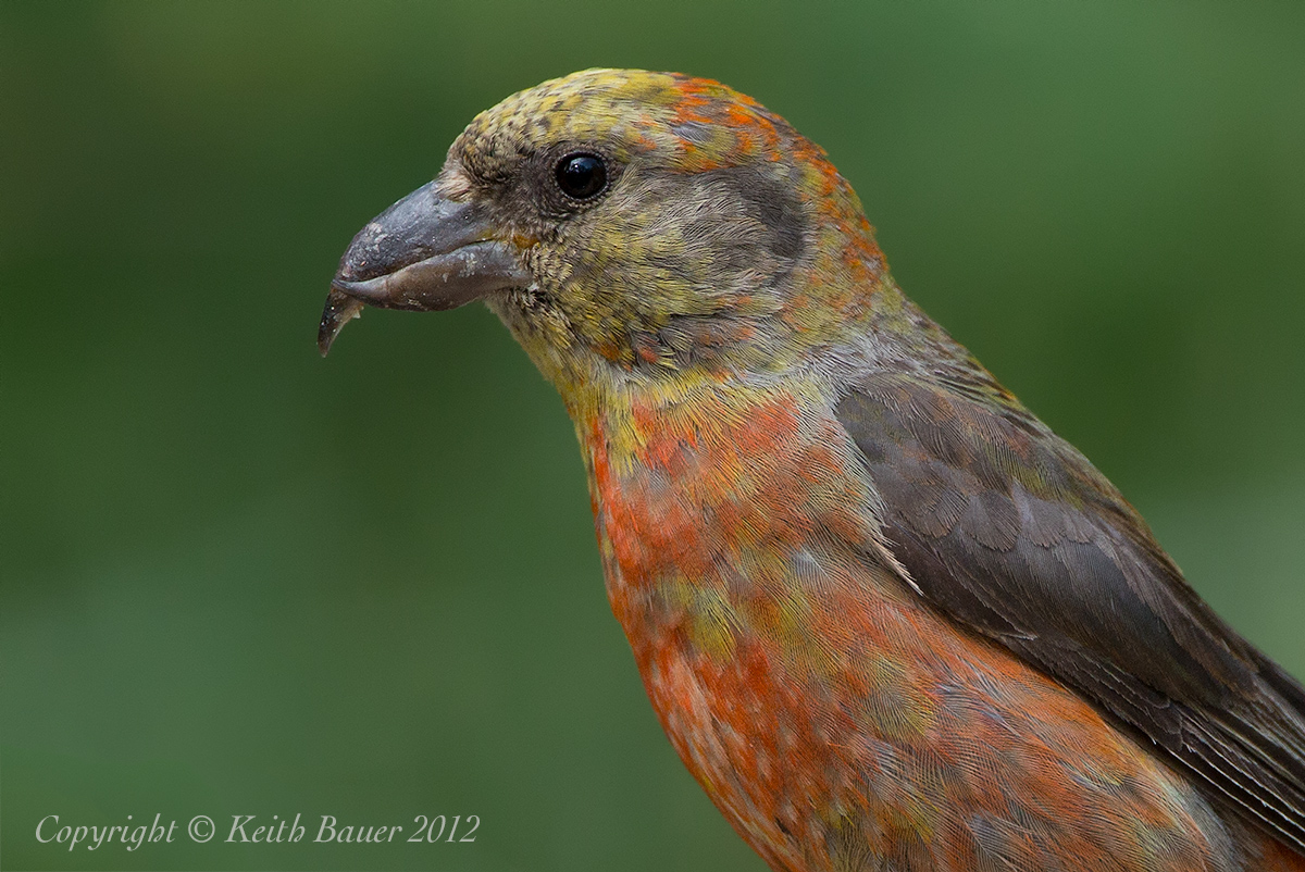 Red CrossBill