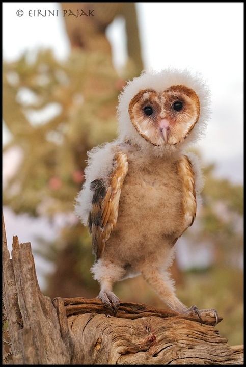 Barn Owl Chick
